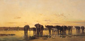 African Elephants